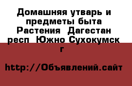 Домашняя утварь и предметы быта Растения. Дагестан респ.,Южно-Сухокумск г.